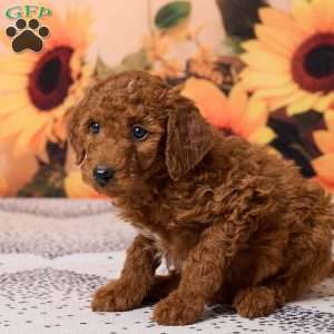 Charlie, Miniature Poodle Puppy